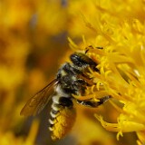 Leaf-cutting-bee-Megachilidae-Megachile-1