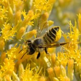 Leaf-cutting-bee-Megachilidae-Megachile
