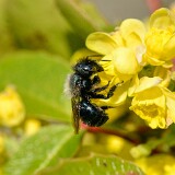 Mason-bee-Megachilidae-Osmia-1