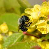 Mason-bee-Megachilidae-Osmia-2