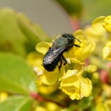 Mason-bee-Megachilidae-Osmia