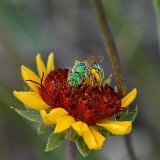Metallic-green-bee-Halictidae-Agapostemon-1