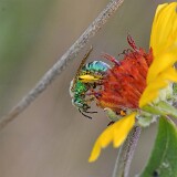 Metallic-green-bee-Halictidae-Agapostemon-2