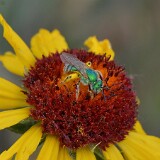 Metallic-green-bee-Halictidae-Agapostemon