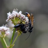 Podalonia-thread-waisted-wasps-2