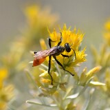 Thread-waisted-wasp-Sphecidae-Prionyx-1