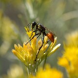Thread-waisted-wasp-Sphecidae-Prionyx
