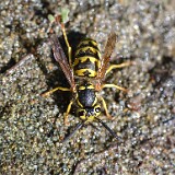 Western-Yellowjacket-Vespula-pensylvanica-worker-female