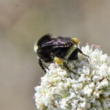Yellow-faced-bumblebee-Bombus-vosnesenskii-2