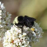 Yellow-faced-bumblebee-Bombus-vosnesenskii-3