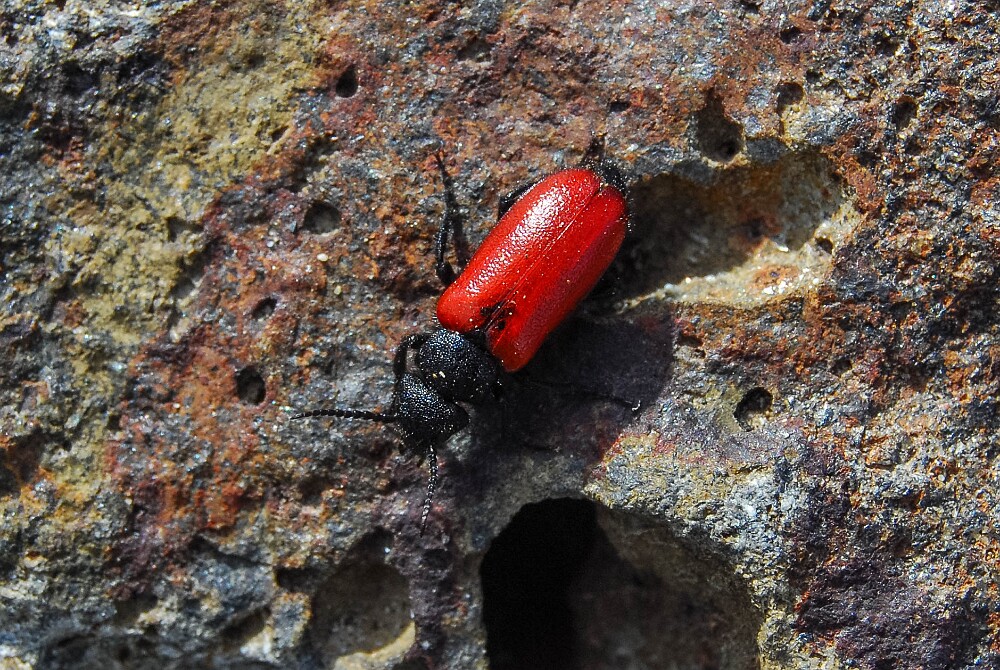 Blister-beetle-Tricrania-stansburyi