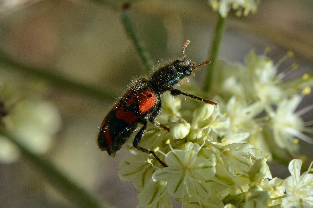 Checkered-Beetle-Cleridae