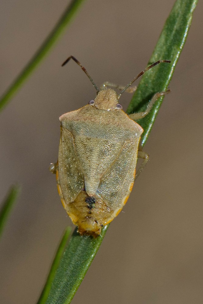 Green stink bug nymph