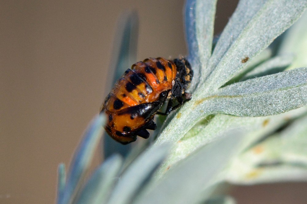 Ladybug pupa