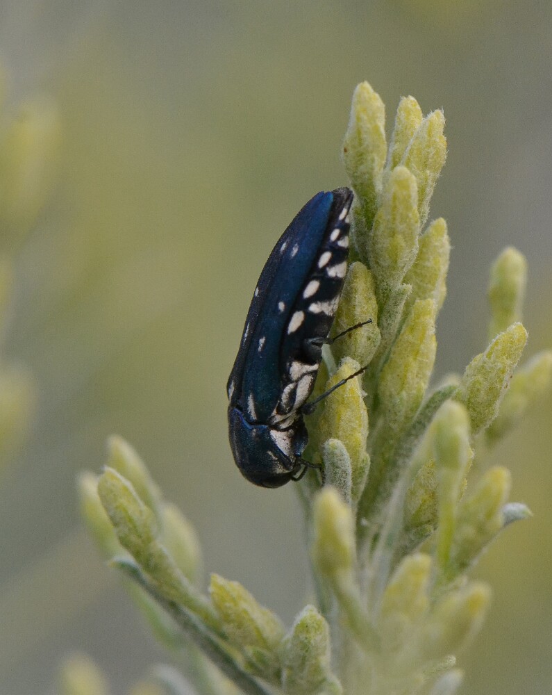 Metallic-Wood-boring-Beetle-Agrilus-1