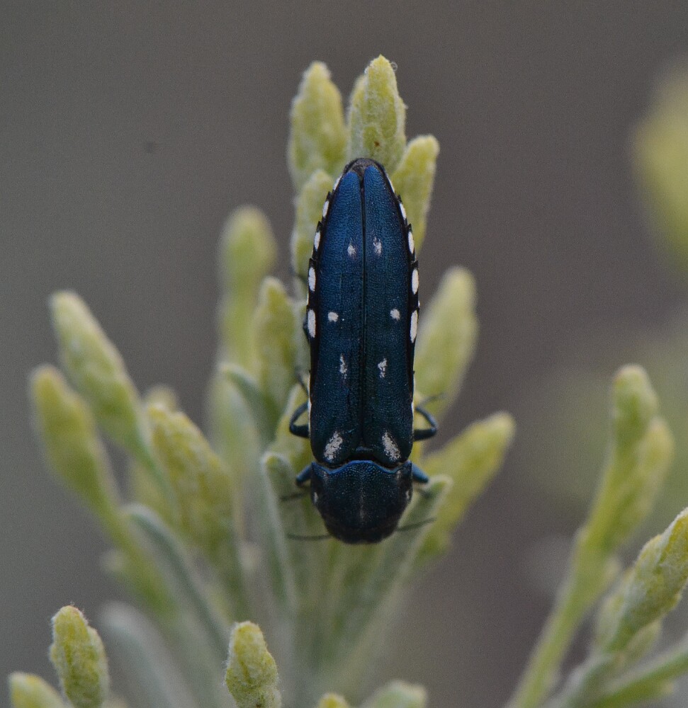 Metallic-Wood-boring-Beetle-Agrilus