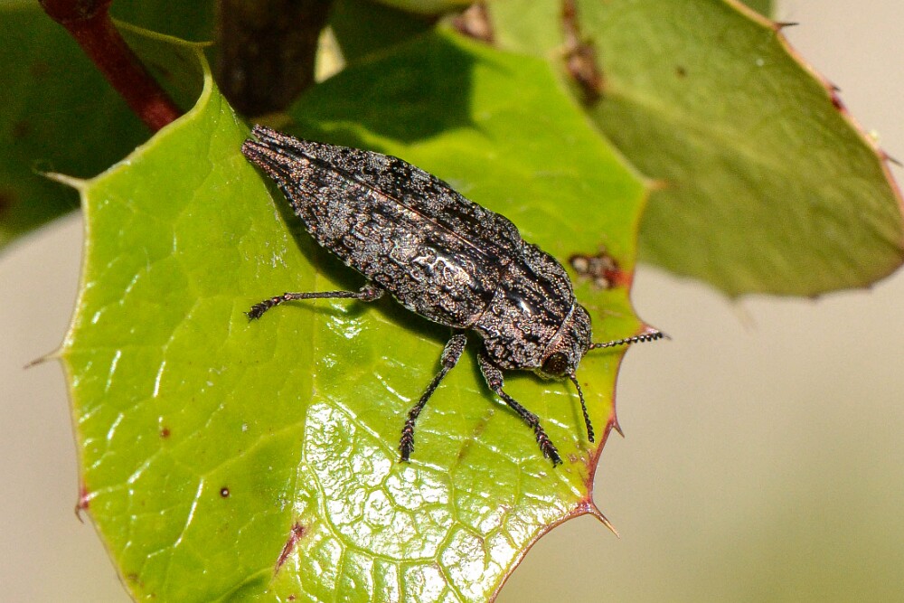 Metallic-Wood-boring-beetle-Dicerca
