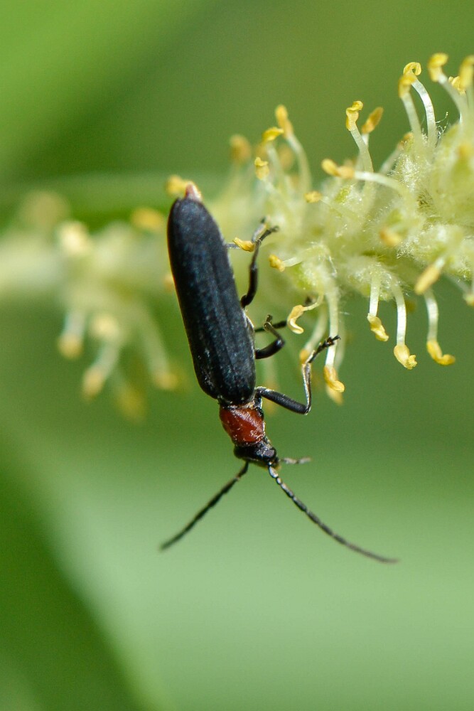 Red-Necked-False-Blister-Beetle-Ischnomera-ruficollis