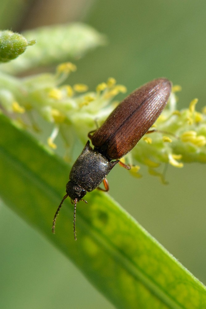 Red-brown Skipjack clickbeetle (2)