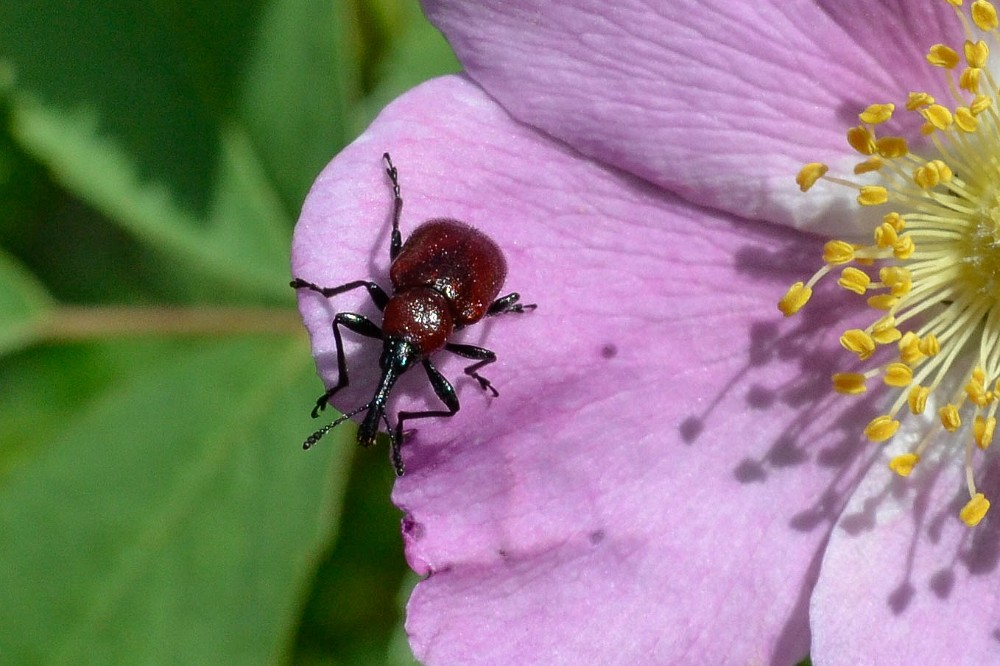 Rose weevil