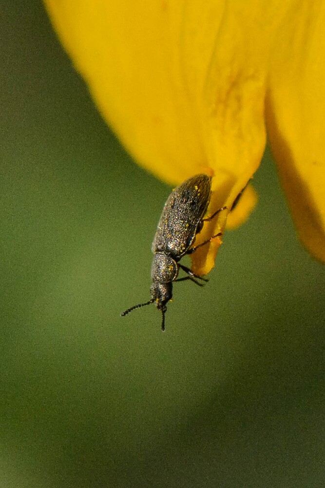 Soft-winged-flower-beetle-Melyridae-Trichochrous