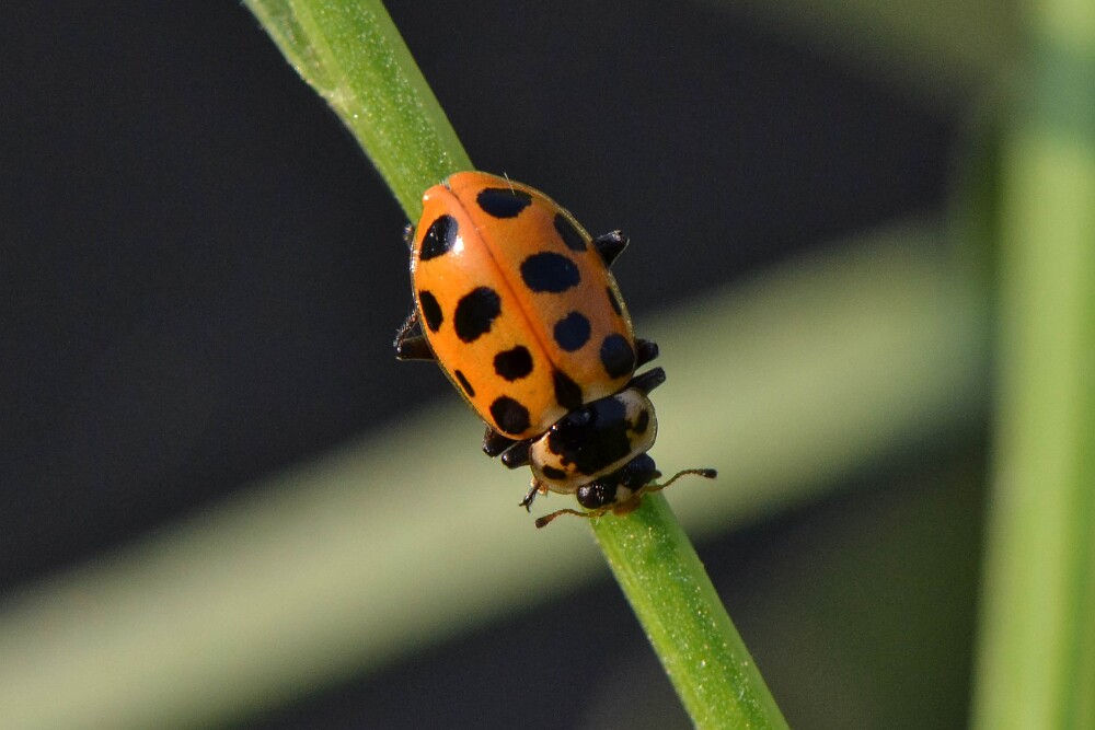 Thirteen-spotted-Lady-beetle-Hippodamia-tredecimpunctata