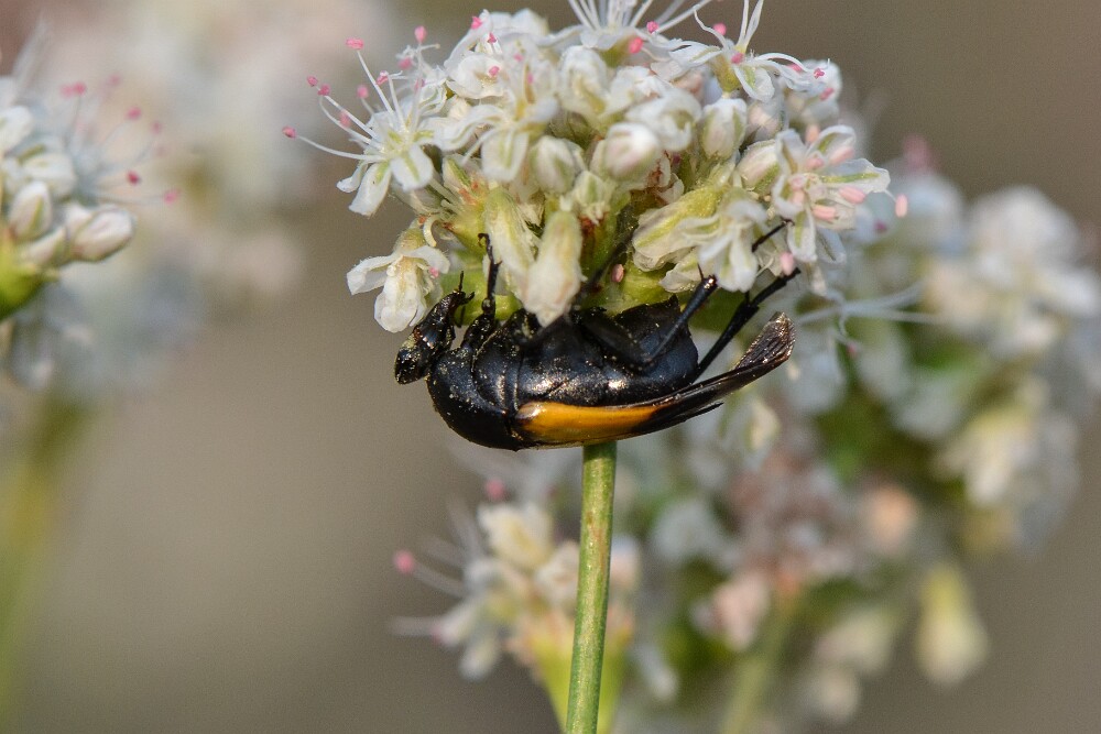 Wedge-shaped-beetle-Ripiphoridae-Macrosiagon