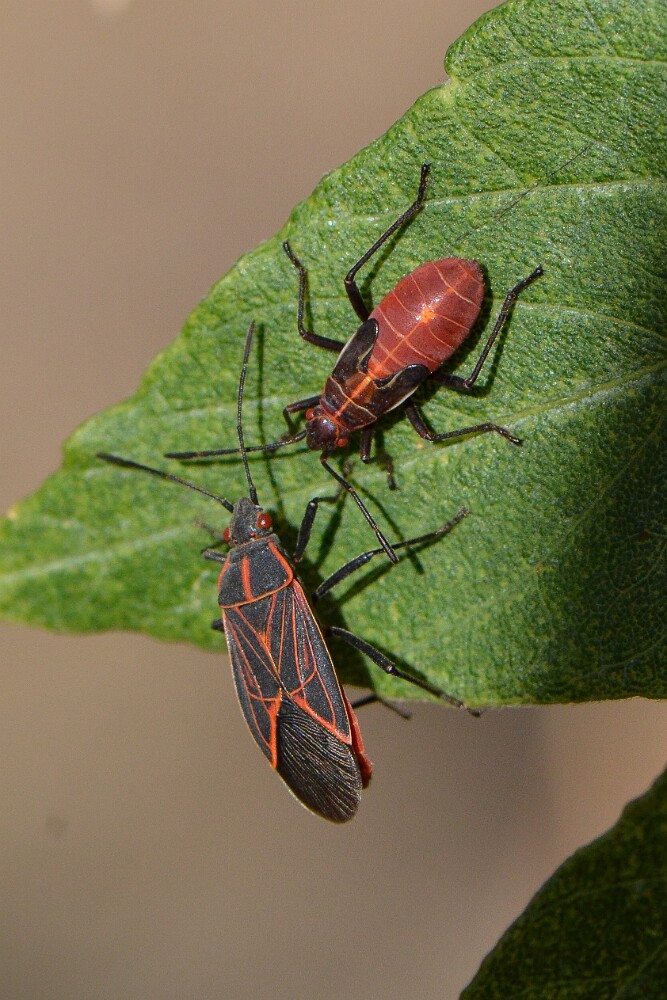 Western-boxelder-bug-Boisea-rubrolineata-adult-and-nymph