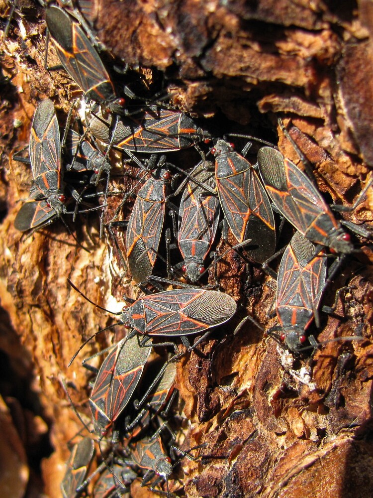 Western-boxelder-bugs-Boisea-rubrolineata