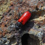 Blister-beetle-Tricrania-stansburyi
