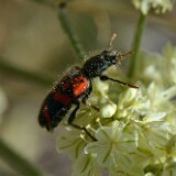Checkered-Beetle-Cleridae