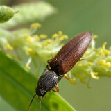 Click-Beetle-Family-Elateridae-1