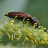 Click-Beetle-Family-Elateridae
