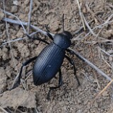 Darkling-beetle