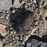 Garden-carrion-beetle-Heterosilpha-ramosa