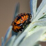 Ladybug-pupa