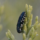 Metallic-Wood-boring-Beetle-Agrilus-1