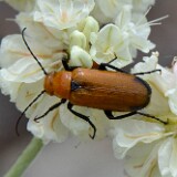 Orange-Nemognatha-blister-beetle-on-Arrowleaf-buckwheat