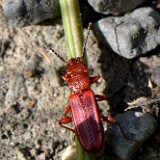 Red-Flat-Bark-beetle