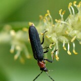 Red-Necked-False-Blister-Beetle-Ischnomera-ruficollis