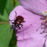 Rose-weevil