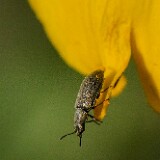 Soft-winged-flower-beetle-Melyridae-Trichochrous