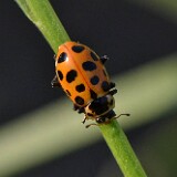 Thirteen-spotted-Lady-beetle-Hippodamia-tredecimpunctata