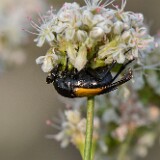 Wedge-shaped-beetle-Ripiphoridae-Macrosiagon