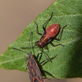 Western-boxelder-bug-Boisea-rubrolineata-adult-and-nymph