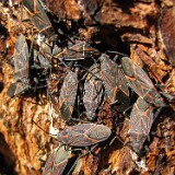 Western-boxelder-bugs-Boisea-rubrolineata