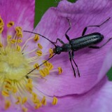 small-black-flower-longhorn-beetle-Grammoptera-subargentata