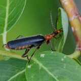 soldier-beetle-Podabrus