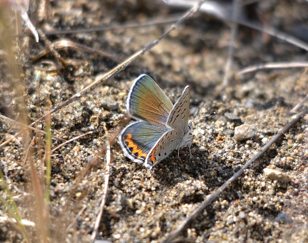 Acmon Blue - Icaricia acmon
