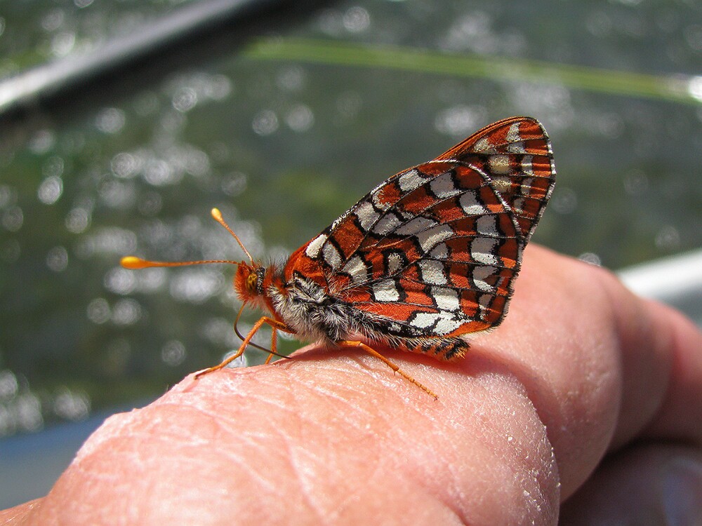 Anicia Checkerspot - Euphydryas anicia-1
